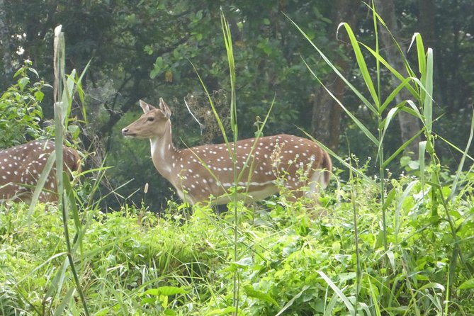 10 Days Kathmandu Chitawan Pokhara Tour with Dhampus Trek - Sarangkot is the visual high point
