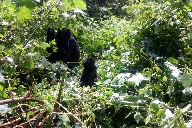 10 Days Uganda Gorilla & Chimpanzee Trekking Safari - Five details that shape the trip