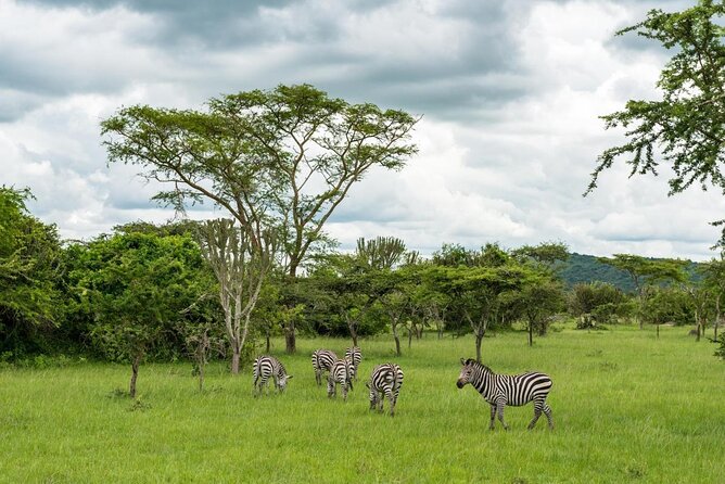 10 Days Uganda Gorilla & Chimpanzee Trekking Safari - What this Uganda safari is really designed to do