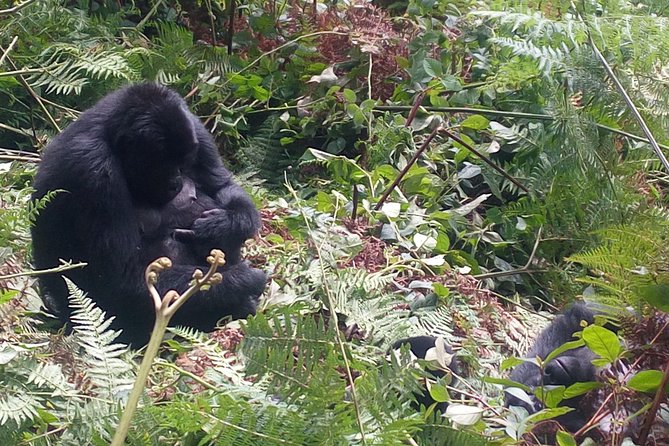 10 Days Uganda Gorilla & Chimpanzee Trekking Safari - Day 2: Rhinos at Zziwa, then north to Murchison Falls