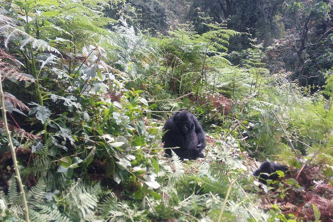 10 Days Uganda Gorilla & Chimpanzee Trekking Safari - Day 4: A long transfer to Kibale’s primate country