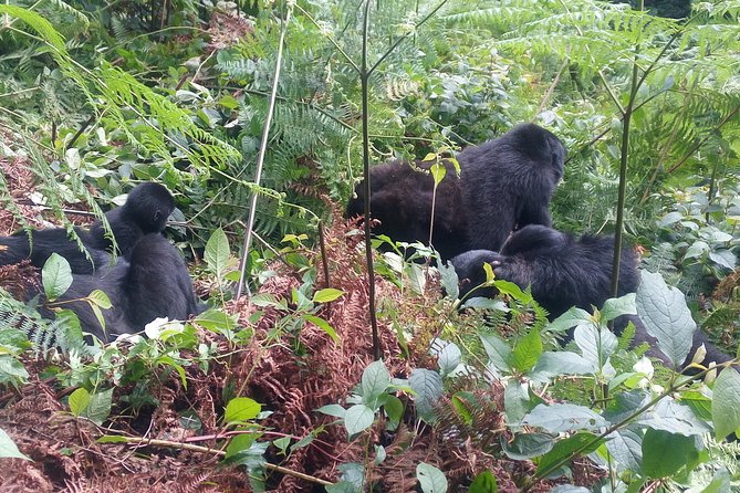 10 Days Uganda Gorilla & Chimpanzee Trekking Safari - Day 6: Clarifying the chimpanzee and Queen Elizabeth schedule
