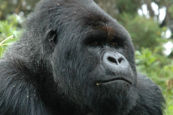 10 Days Uganda Gorilla & Chimpanzee Trekking Safari - Day 7: Ishasha lions on the way to Bwindi