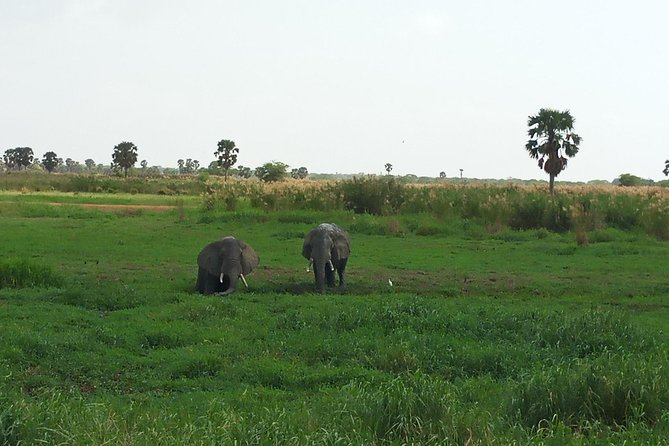 10 Days Uganda Gorilla & Chimpanzee Trekking Safari - Day 1: Entebbe arrival and a gentle start