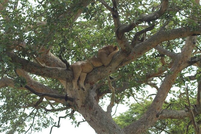 11-Day African Big 5 with Gorilla Trekking Safari in Uganda. - Day 1: A simple Entebbe arrival