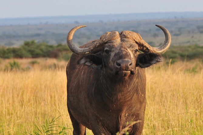 12-Day Big 5, Chimp & Gorilla Trekking Safari - Day 5: Chimpanzees and the Bigodi wetlands