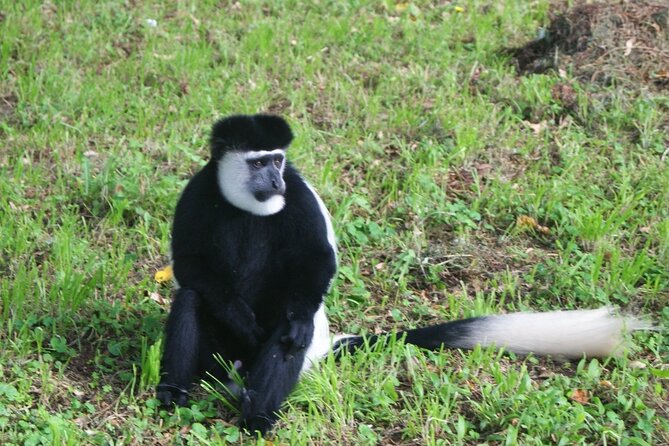 12 Days wildebeest migration Masai Mara Nakuru Uganda gorilla trekking safari - Why this safari is different from a standard Kenya trip