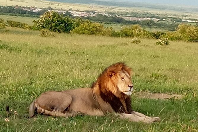 12 Days wildebeest migration Masai Mara Nakuru Uganda gorilla trekking safari - Day 6: Crossing into Uganda and reaching Jinja