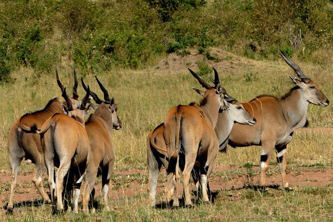 12 Days wildebeest migration Masai Mara Nakuru Uganda gorilla trekking safari - Day 8: Batwa culture, canoeing, or a slower afternoon
