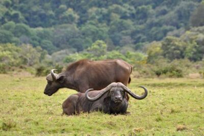 13 Days Adventure in Tanzania – Trekking and Wildlife Safari