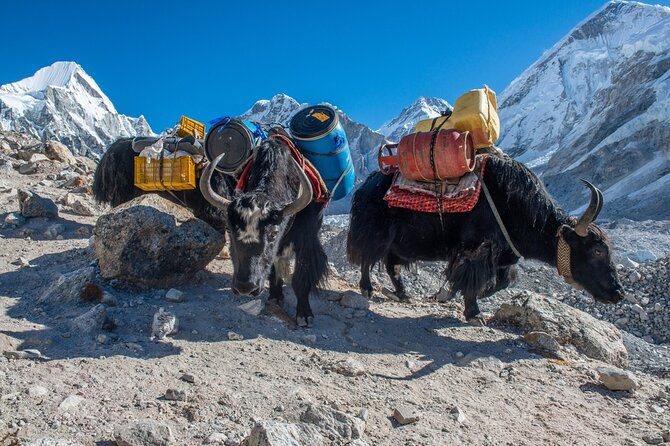 14 Days Private Tour Everest Base Camp Trek - Kala Patthar at sunrise, then back to Pheriche