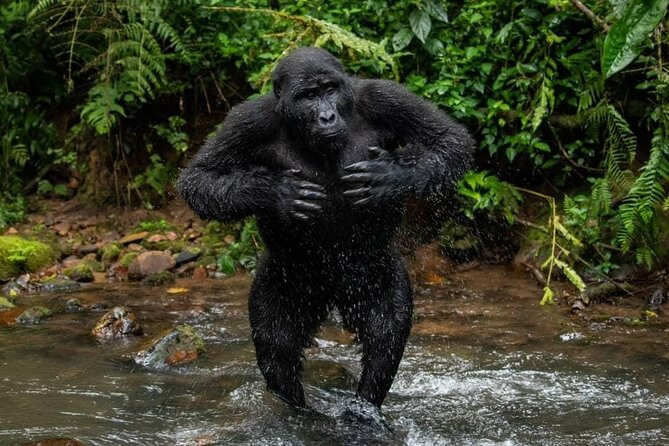 14 Days Uganda Safari Adventure, Gorilla Trekking and WildlifeTour - Days 2 and 3: waterfalls, wildlife, and Lake Albert