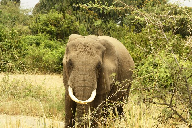 14 Days Uganda Safari Adventure, Gorilla Trekking and WildlifeTour - Day 5: Kibale chimpanzees and Bigodi Wetland