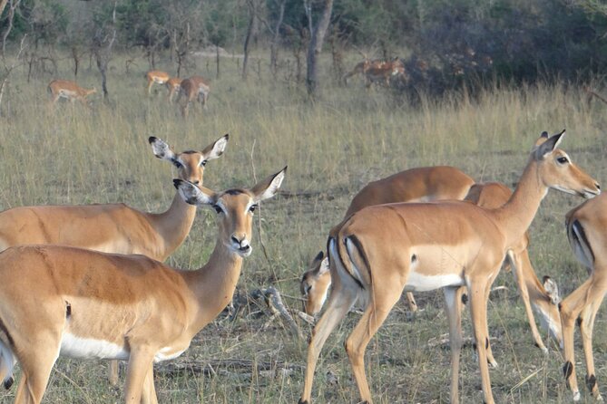 14 Days Uganda Safari Adventure, Gorilla Trekking and WildlifeTour - Days 6 and 7: Queen Elizabeth by boat, road, and community trail