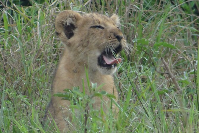 14 Days Uganda Safari Adventure, Gorilla Trekking and WildlifeTour - Day 8: Kyambura Gorge and Ishasha’s tree-climbing lions