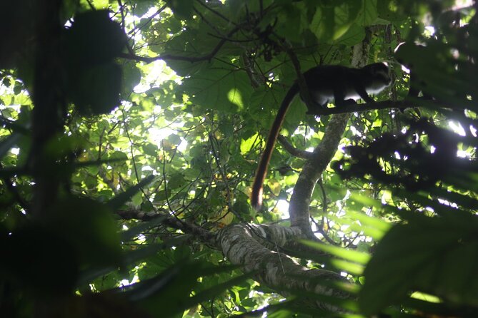 14 Days Uganda Safari Adventure, Gorilla Trekking and WildlifeTour - Days 9 and 10: Echuya Forest, golden monkeys, and Lake Mutanda