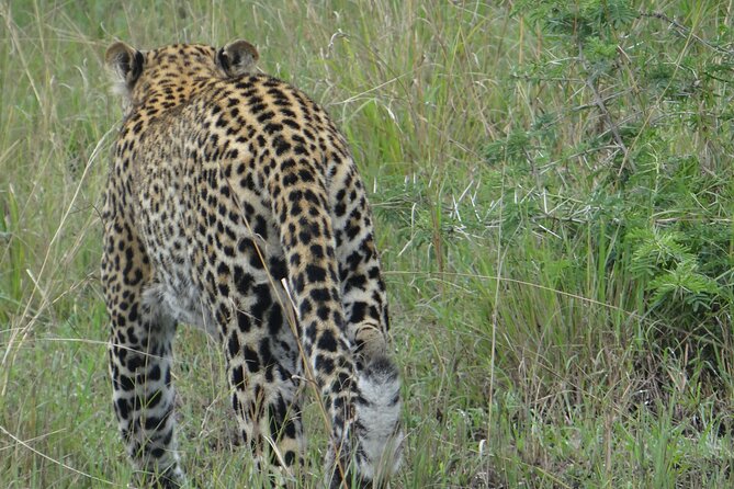 14 Days Uganda Safari Adventure, Gorilla Trekking and WildlifeTour - Day 11: gorilla trekking and the Lake Bunyonyi question