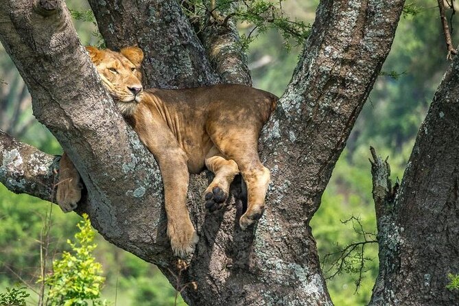 14 Days Uganda Safari Adventure, Gorilla Trekking and WildlifeTour - Day 4: tea country on the way to Kibale