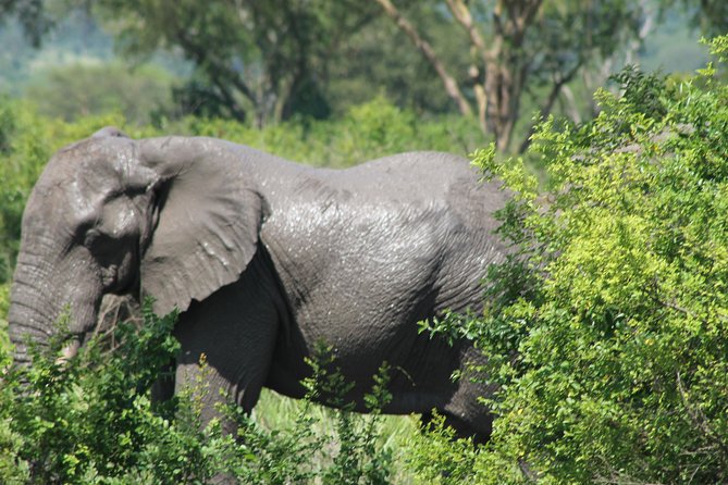 15-Day Gorilla and chimps Trekking, Big 5 and Nature Sighting Safari - Days 1 to 3: rhinos, lions, and the Nile at Murchison Falls