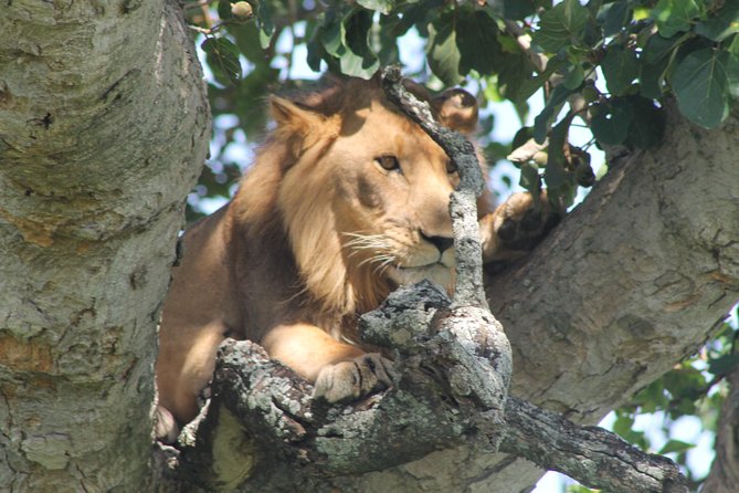 15-Day Gorilla and chimps Trekking, Big 5 and Nature Sighting Safari - Days 7 to 9: Queen Elizabeth’s water, plains, and tree-climbing lions