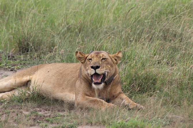 15-Day Gorilla and chimps Trekking, Big 5 and Nature Sighting Safari - Days 14 and 15: zebras and walking safari at Lake Mburo