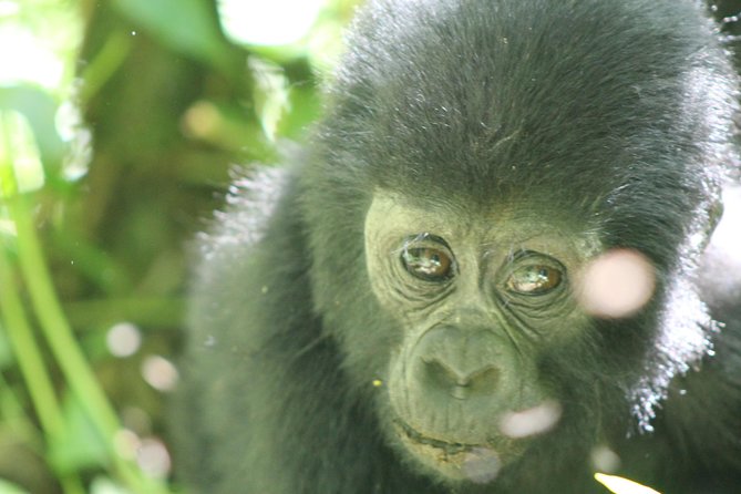 15-Day Gorilla and chimps Trekking, Big 5 and Nature Sighting Safari - Days 4 to 6: Kibale’s chimpanzees and Bigodi wetlands