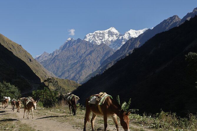 15 Days Manaslu Circuit Trek - Day 12: Crossing Larke La Pass