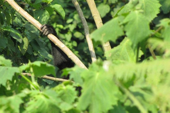 2 Day Gorilla Trekking Safari in Uganda via Kigali - Day One: From Kigali Through Musanze and Cyanika