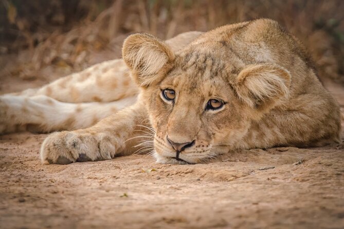 2 Day Guided Murchison Falls And Zziwa Rhino Trekking Safari - Key points to know before booking
