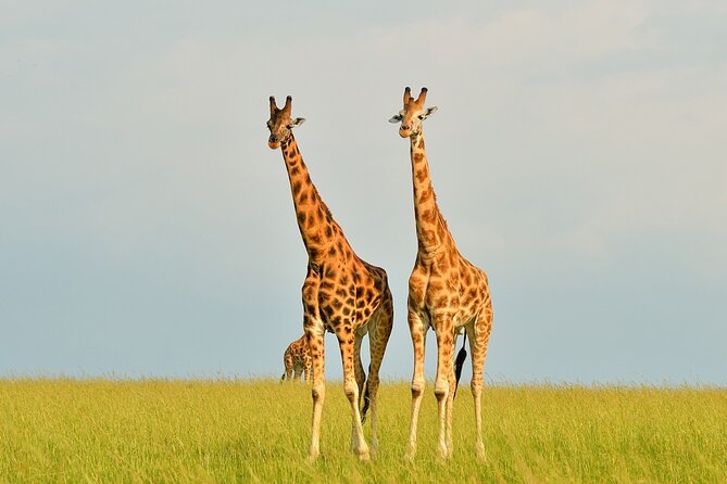 2 Day Guided Murchison Falls And Zziwa Rhino Trekking Safari - Why this two-day Uganda safari works