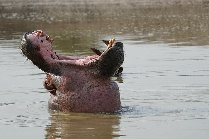 2 Day Guided Murchison Falls And Zziwa Rhino Trekking Safari - The early game drive through Murchison Falls