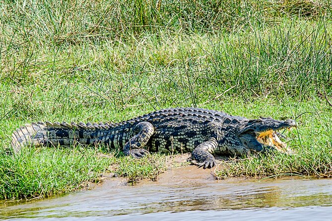 2 Day Guided Murchison Falls And Zziwa Rhino Trekking Safari - What $1,250 per person really covers