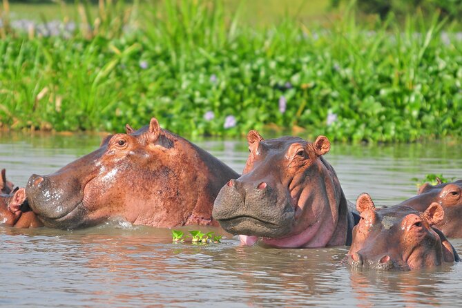 2 Day Guided Murchison Falls And Zziwa Rhino Trekking Safari - Who should choose this tour