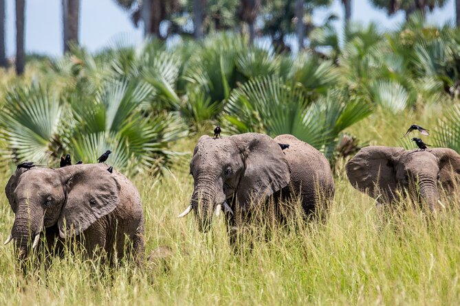 2 Day Guided Murchison Falls And Zziwa Rhino Trekking Safari - Setting out from Kampala to Murchison Falls
