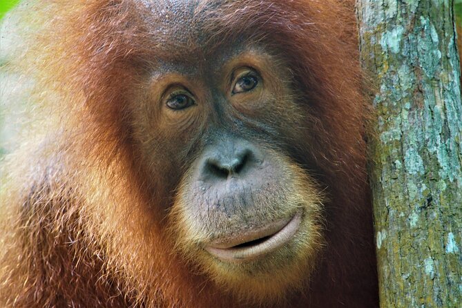 2-Day Jungle Trekking & Rafting in North Sumatra - Into Gunung Leuser by 9 a.m.