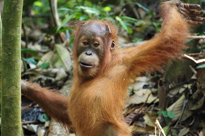 2-Day Jungle Trekking & Rafting in North Sumatra - Day one: rainforest walking and a night at camp