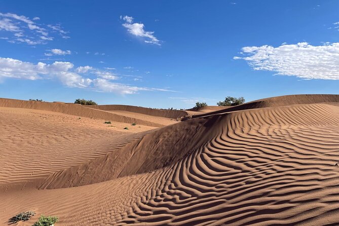 2-day trek - In the footsteps of beetles - Walking out of M’Hamid with a desert caravan