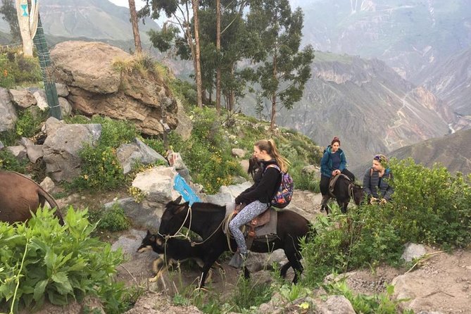 2 Day Trek Including Transfer to Puno / Colca Canyon - The 5:00 am climb to Cabanaconde