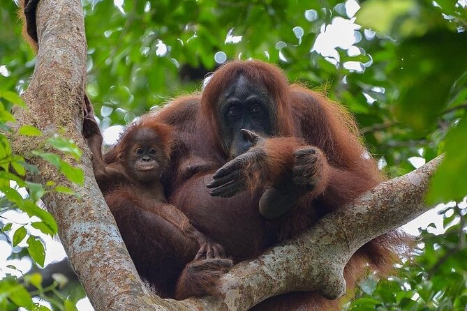 2 Days 1 Night Ethical Jungle Trekking - Key points at a glance