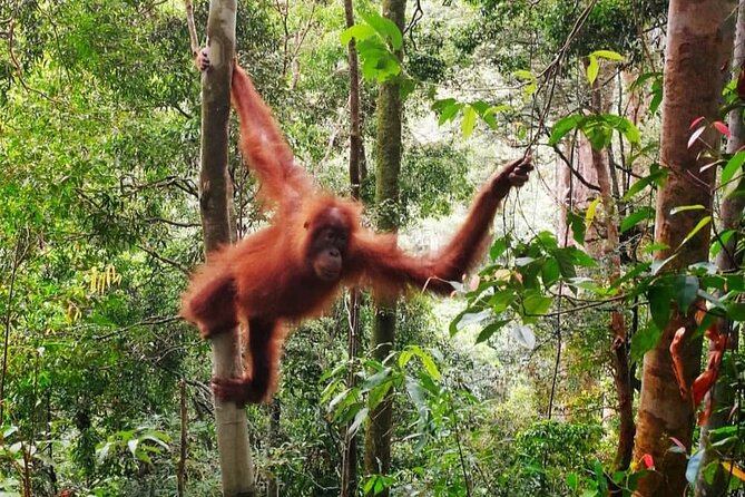 2 Days 1 Night Ethical Jungle Trekking - Starting from Bukit Lawang at 8:30