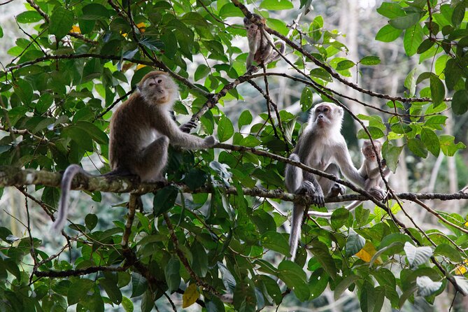 2 Days 1 Night Ethical Jungle Trekking - Camping beside the river for one night