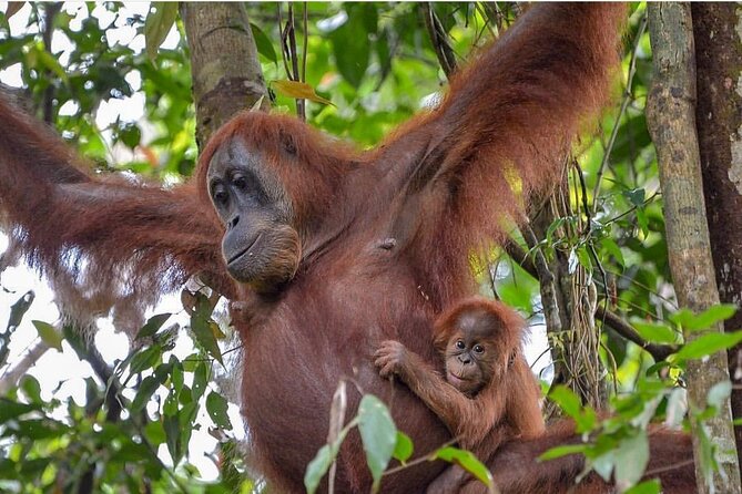 2 Days 1 Night Ethical Jungle Trekking - Who should book this experience
