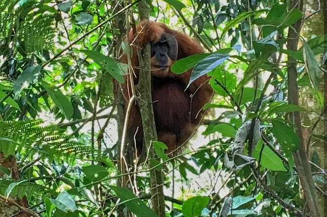 2 Days 1 Night Ethical Jungle Trekking - Day one: six to seven hours into the forest