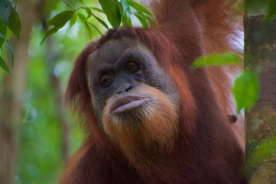 2 Days 1 Night Orangutan Trek Bukit Lawang - Reaching camp beside the Bohorok River