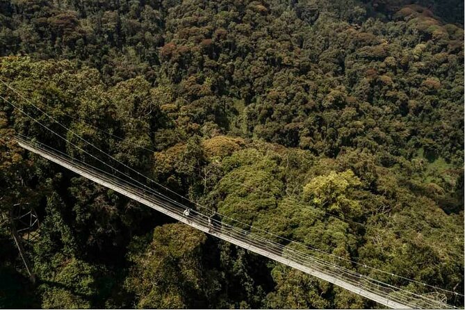 2 Days Chimpanzee trekking & Canopy Walk in Nyungwe National Park - The long road from Kigali to Nyungwe