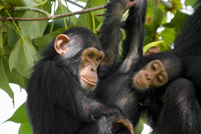 2 Days Chimpanzees trekking Tour and Canopy walk Adventure - The road from Kigali to Nyanza and Butare