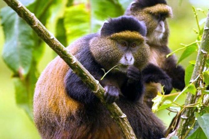 2 Days Chimpanzees trekking Tour and Canopy walk Adventure - Crossing Nyungwe’s canopy walkway at 3 p.m.