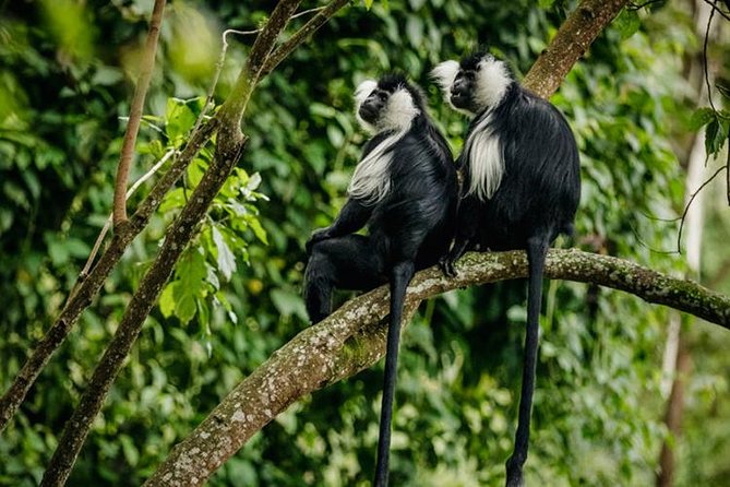 2 Days Chimpanzees trekking Tour and Canopy walk Adventure - Staying near the forest at Nyungwe Top View Hill Hotel