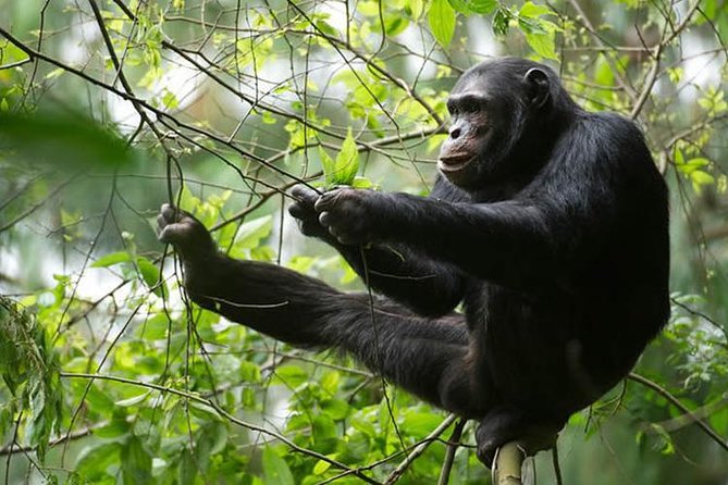 2 Days Chimpanzees trekking Tour and Canopy walk Adventure - Early-morning chimpanzee trekking