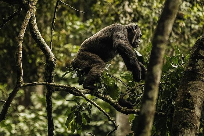 2 Days Chimpanzees trekking Tour and Canopy walk Adventure - Who should book this Nyungwe adventure